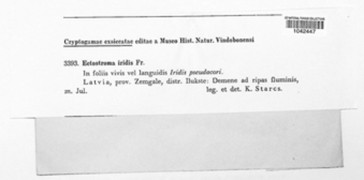 Ectostroma iridis image